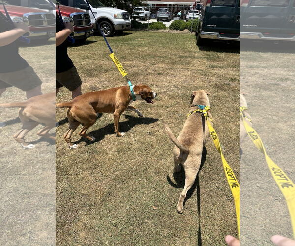 Medium Photo #7 Chinese Shar-Pei-Labrador Retriever Mix Puppy For Sale in Atlanta, GA, USA