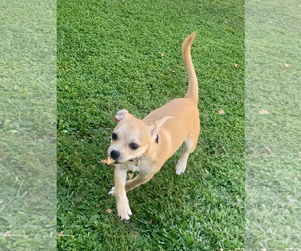 Medium Photo #7 Chug Puppy For Sale in Santa Clarita, CA, USA