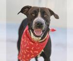 Small American Staffordshire Terrier Mix
