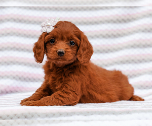 Cavapoo-Poodle (Toy) Mix Puppy for sale in LIBERTY, KY, USA