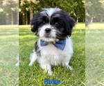 Small #2 Shih Tzu