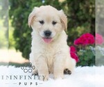 Small #3 Golden Retriever