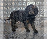 Small Photo #1 Cavapoo Puppy For Sale in ELKHART, IN, USA