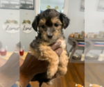 Small #3 German Hunting Terrier-Lowchen Mix
