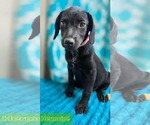 Hermione - one of 3 playful sisters - Female Rat Terrier-Unknown Mix Dog for Adoption - Small photo