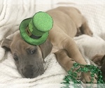 Small Photo #1 Great Dane Puppy For Sale in TWAIN HARTE, CA, USA