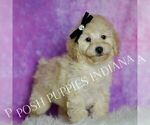 Small #3 Poodle (Miniature)