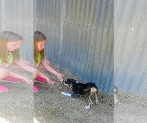 Mutt Dogs for adoption in The Woodlands, TX, USA