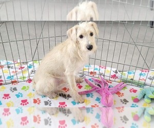 Schnoodle (Miniature) Puppy for sale in ORO VALLEY, AZ, USA