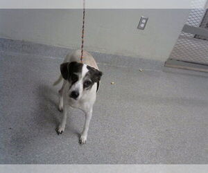 Mutt Dogs for adoption in Pasadena, TX, USA