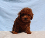 Milo - Male Poodle (Toy) Puppy for Sale - Photo #3
