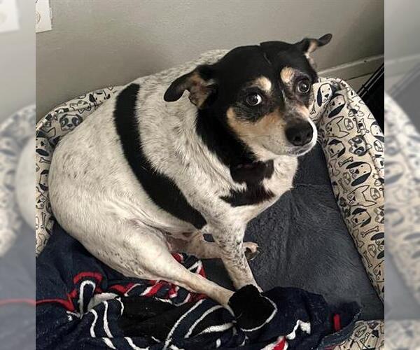 Medium Photo #1 Rat Terrier-Unknown Mix Puppy For Sale in Houston, TX, USA