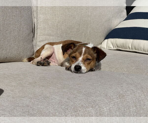 Medium Photo #1 Chihuahua-Unknown Mix Puppy For Sale in Plainfield, IL, USA