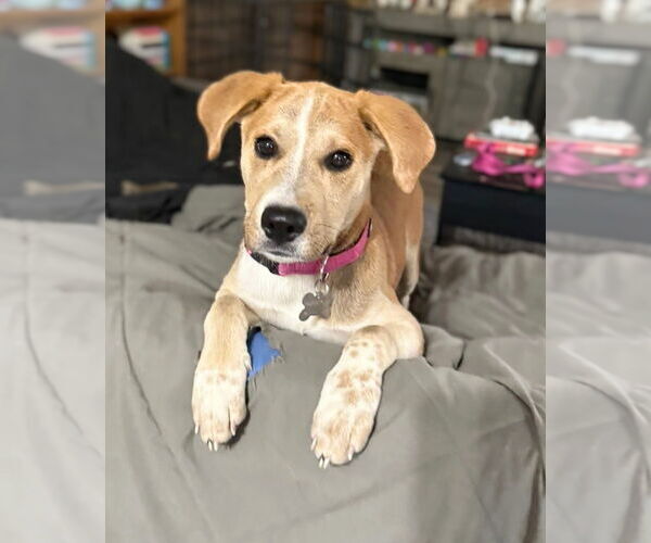 Medium Photo #2 Labrador Retriever-Unknown Mix Puppy For Sale in Holly Springs, NC, USA