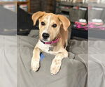 Small #1 Labrador Retriever Mix
