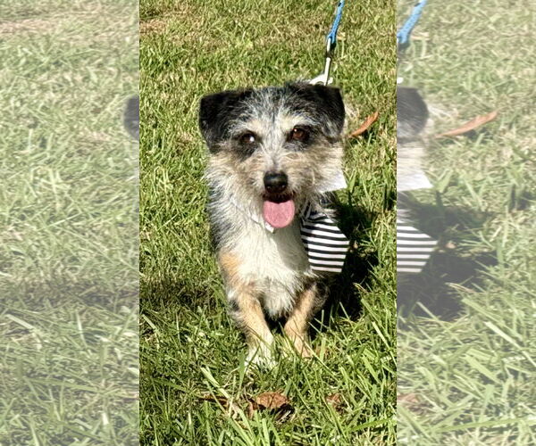 Medium Photo #4 Mutt Puppy For Sale in Landenberg, PA, USA