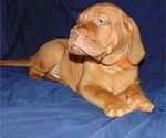 Small Photo #2 Dogue de Bordeaux Puppy For Sale in BUFFALO, MO, USA