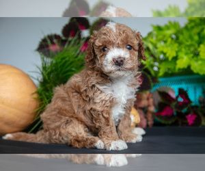 Medium Cavapoo (Miniature)