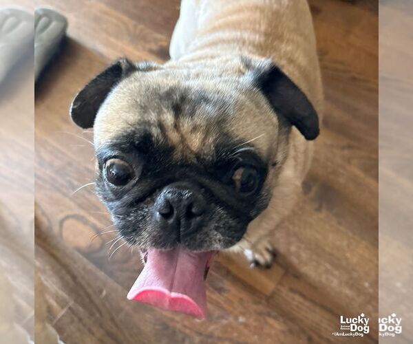 Medium Photo #2 Pug-Unknown Mix Puppy For Sale in Washington, DC, USA