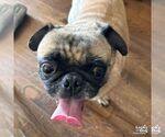 Small Photo #2 Pug-Unknown Mix Puppy For Sale in Washington, DC, USA