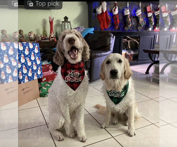 Medium Photo #1 Goldendoodle Puppy For Sale in FORT LAUDERDALE, FL, USA