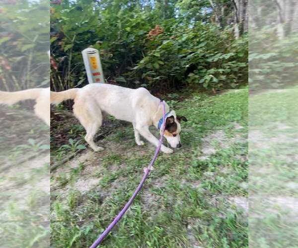 Medium Photo #3 Mutt Puppy For Sale in Frenchburg, KY, USA