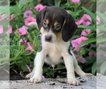 Small Photo #2 Beagle Puppy For Sale in FREDERICKSBG, OH, USA