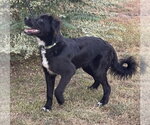 Small #2 Mutt