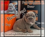 Small Photo #7 Bulldog Puppy For Sale in CYPRESS, TX, USA
