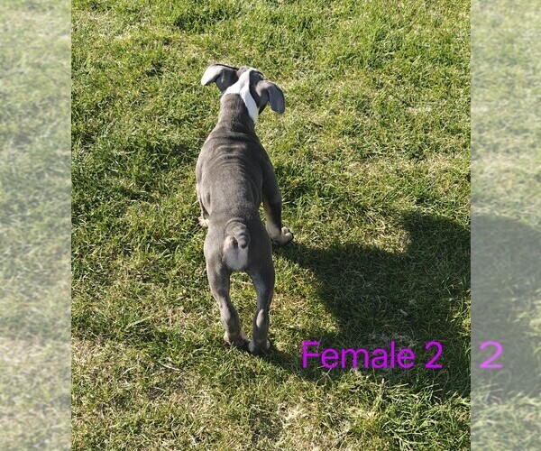 Medium Photo #8 English Bulldogge Puppy For Sale in TOOELE, UT, USA
