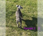 Small Photo #8 English Bulldogge Puppy For Sale in TOOELE, UT, USA