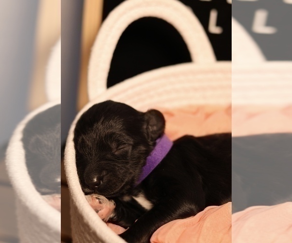 Medium Photo #5 Goldendoodle Puppy For Sale in MIAMI, FL, USA