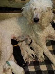 Mother of the Poodle (Standard) puppies born on 03/19/2018