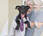 Small #2 Labrador Retriever Mix
