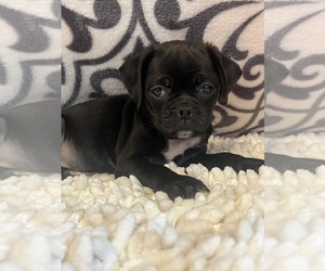 Pug-Puggle Mix Puppy for Sale in PARAGON, Indiana USA