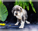 Small #23 Great Dane