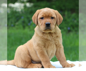 Labrador Retriever Puppy for sale in MYERSTOWN, PA, USA