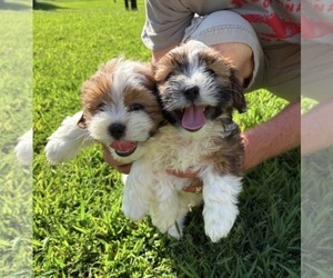 Shorkie Tzu Litter for sale in CENTRALIA, IL, USA