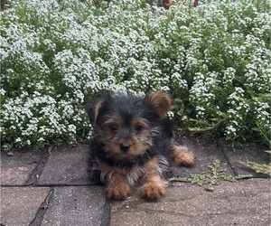 Yorkshire Terrier Puppy for sale in CANOGA, NY, USA