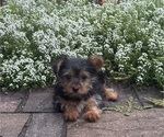 Image preview for Ad Listing. Nickname: Yamilla
