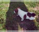 Small Photo #7 Jack Russell Terrier Puppy For Sale in BRIGGSDALE, CO, USA