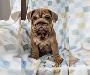 English Bulldog Puppy for sale in LAS VEGAS, NV, USA