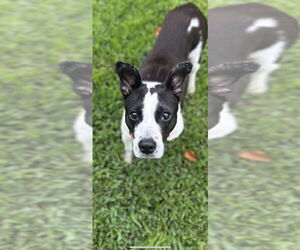 American Pit Bull Terrier-Labrador Retriever Mix Dogs for adoption in Oakhurst, NJ, USA