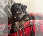 Small Photo #12 Aussiedoodle Miniature  Puppy For Sale in MENIFEE, CA, USA