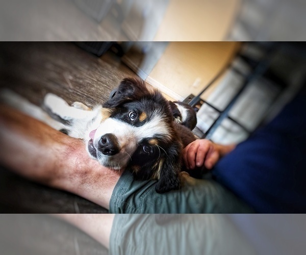 Medium Photo #1 Australian Shepherd Puppy For Sale in CLEARWATER, FL, USA