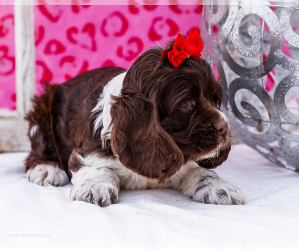 Medium Photo #22 Cocker Spaniel Puppy For Sale in WAKARUSA, IN, USA
