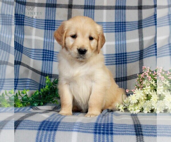 Medium Photo #1 Golden Retriever Puppy For Sale in GAP, PA, USA