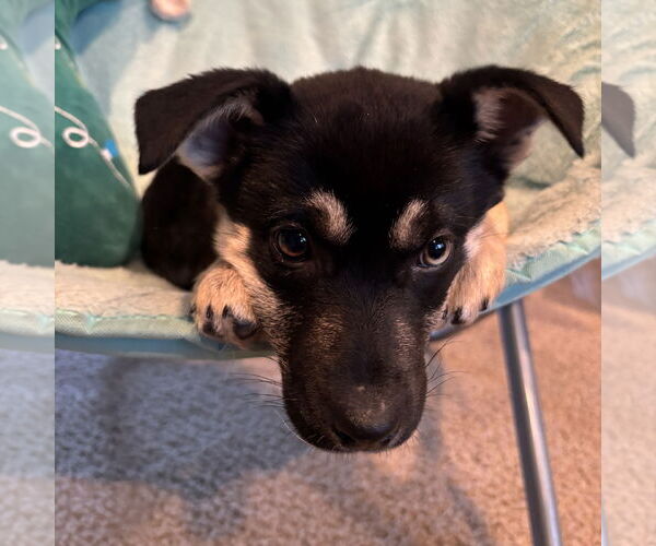 Medium Photo #2 Mutt Puppy For Sale in Fargo, ND, USA