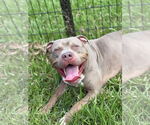Small #1 American Staffordshire Terrier