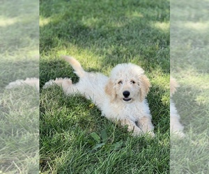 Goldendoodle Puppy for sale in MARYVILLE, MO, USA